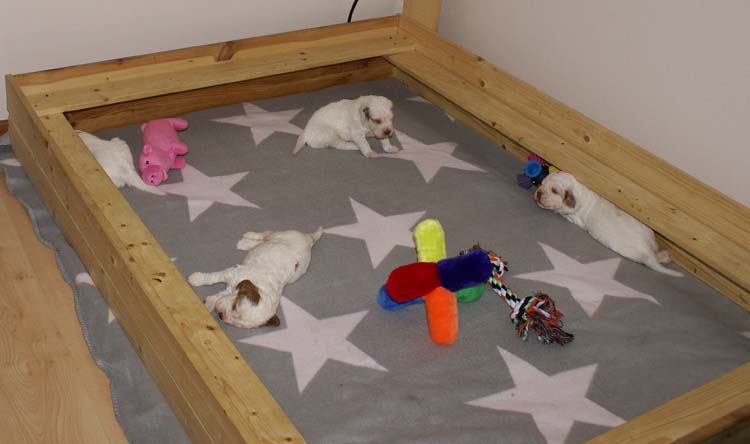 Cotton_Rocky_pups_3,5weeks_n