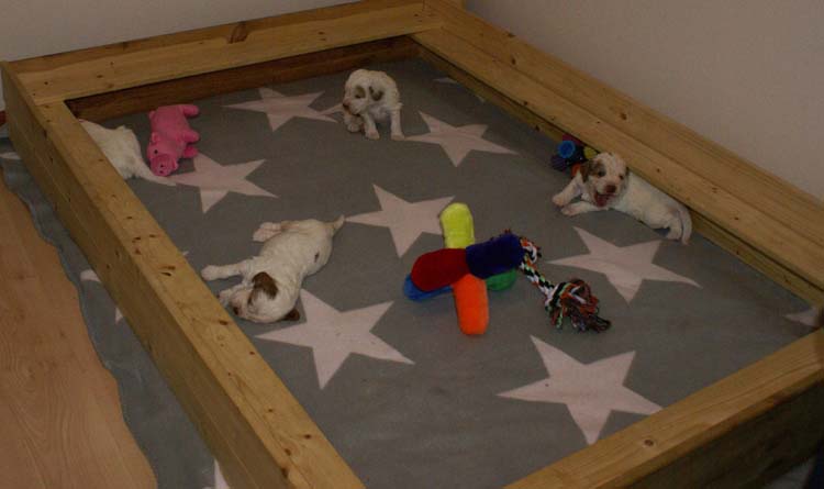 Cotton_Rocky_pups_3,5weeks_o