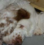 Cotton_Rocky_pups_3,5weeks_j