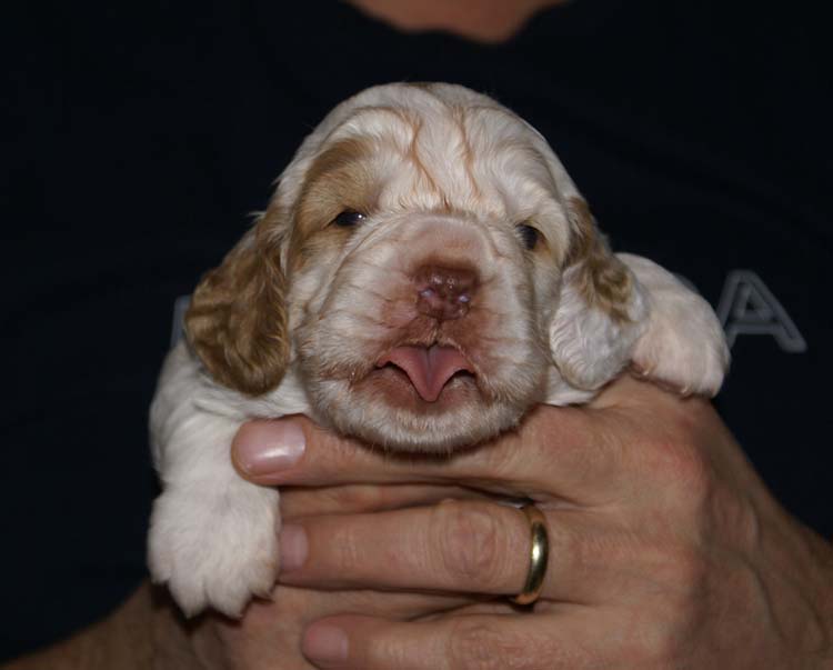 GirlPurple_3weeks_old_a