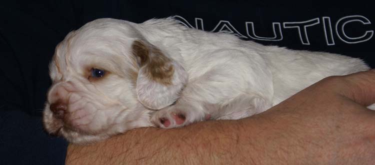 GirlPurple_3weeks_old_b