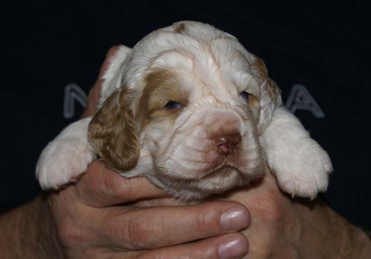 GirlPurple_3weeks_old_d