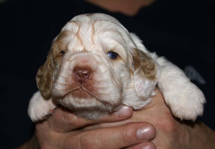 GirlPurple_3weeks_old_e