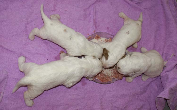 a_Cotton_Rocky_pups_3weeks_a