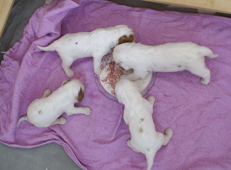 a_Cotton_Rocky_pups_3weeks_c