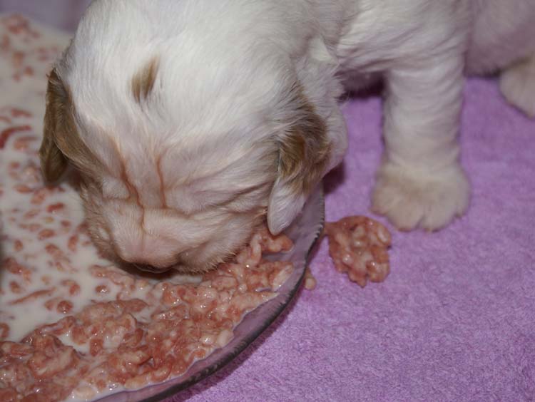 a_Cotton_Rocky_pups_3weeks_d