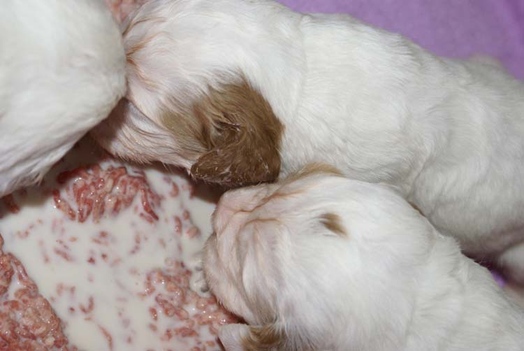 a_Cotton_Rocky_pups_3weeks_e