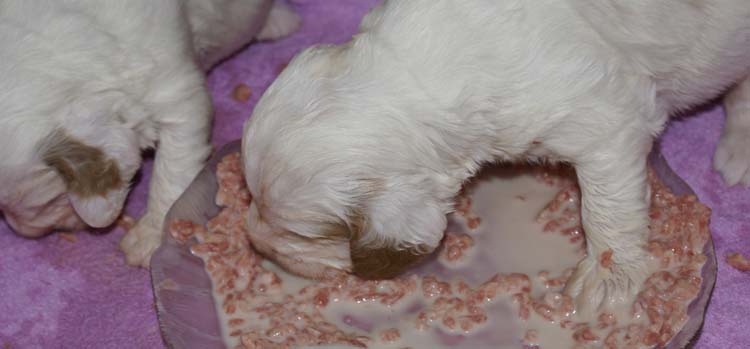 a_Cotton_Rocky_pups_3weeks_f