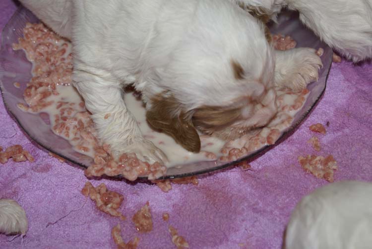 a_Cotton_Rocky_pups_3weeks_i