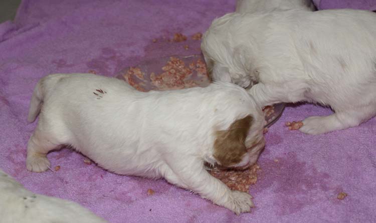 a_Cotton_Rocky_pups_3weeks_k