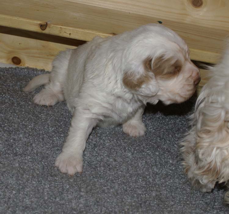 aa_Cotton_Rocky_pups_3weeks_a