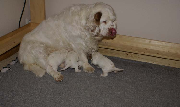 aa_Cotton_Rocky_pups_3weeks_b