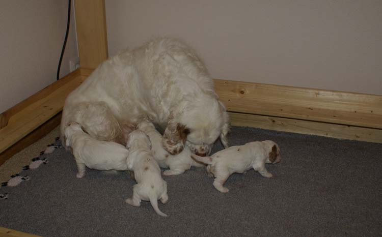 aa_Cotton_Rocky_pups_3weeks_c