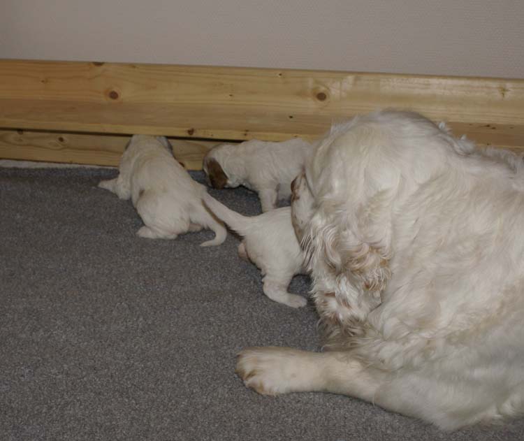 aa_Cotton_Rocky_pups_3weeks_g