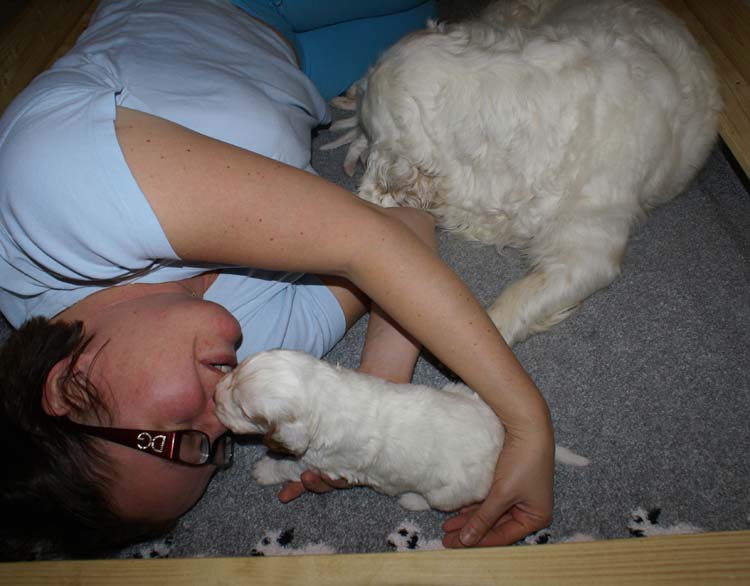 aa_Cotton_Rocky_pups_3weeks_i