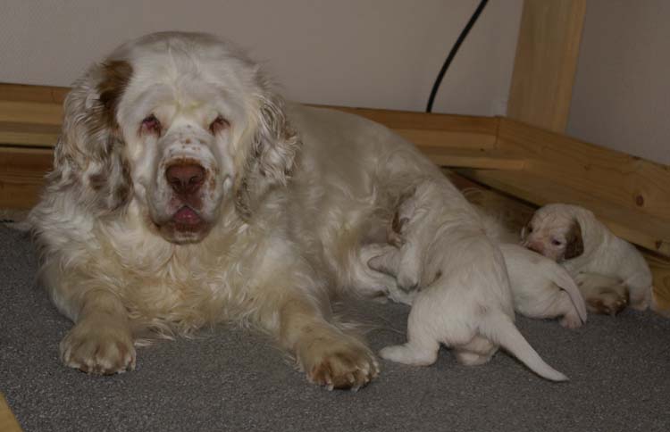 aa_Cotton_Rocky_pups_3weeks_n