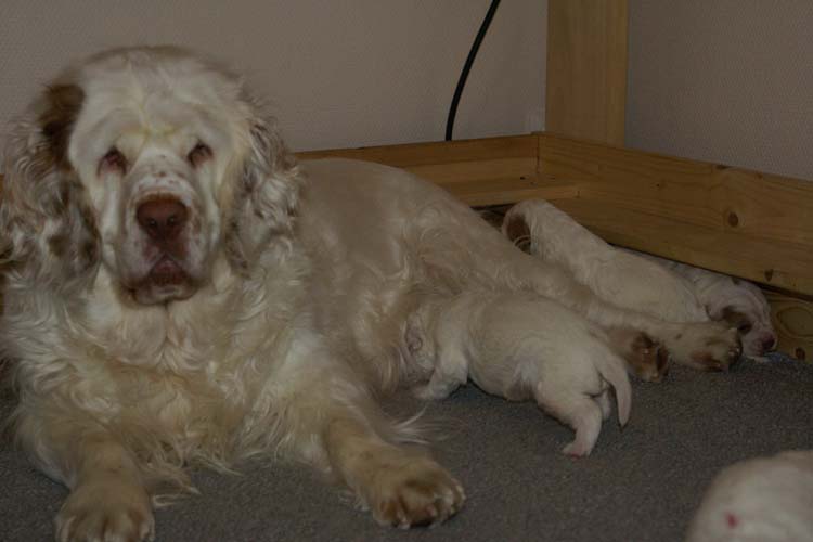 aa_Cotton_Rocky_pups_3weeks_o