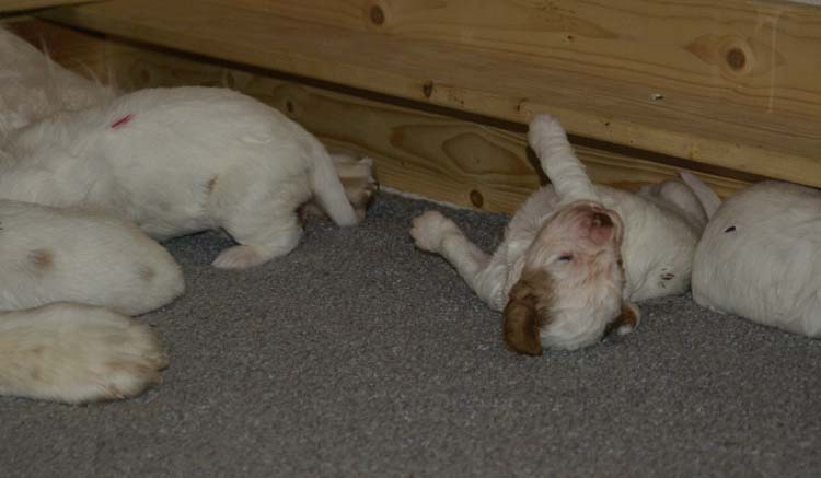 aa_Cotton_Rocky_pups_3weeks_q