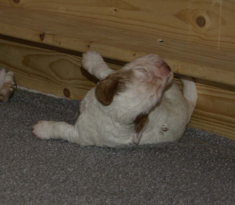 aa_Cotton_Rocky_pups_3weeks_r