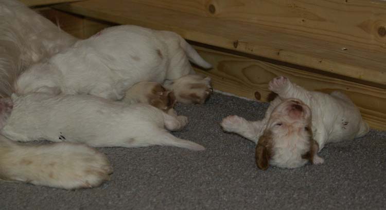 aa_Cotton_Rocky_pups_3weeks_s