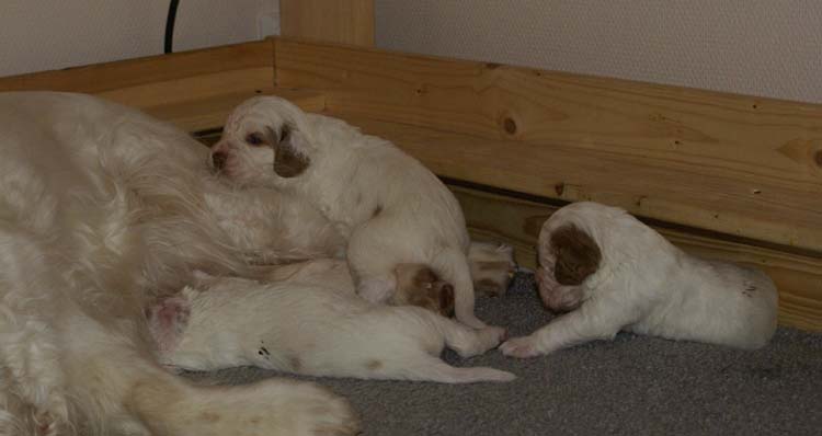 aa_Cotton_Rocky_pups_3weeks_t