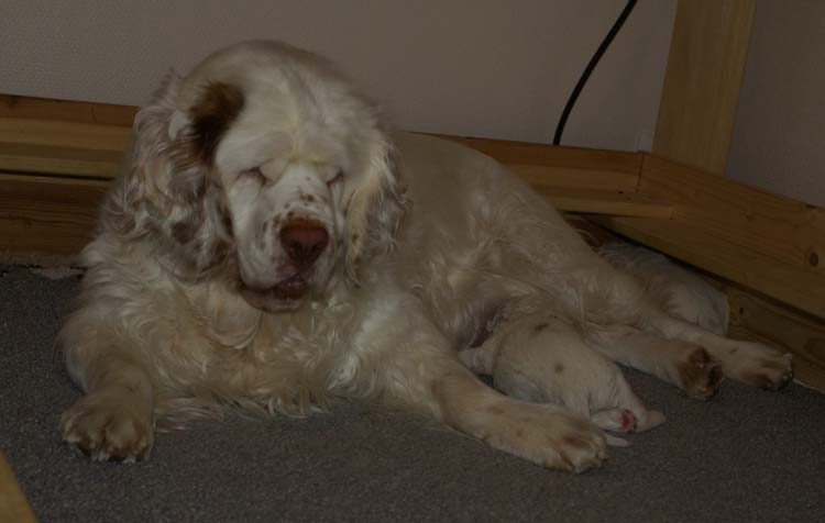 aa_Cotton_Rocky_pups_3weeks_tt