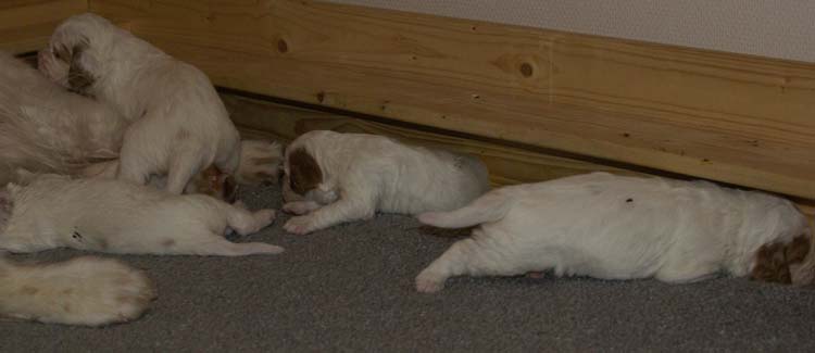 aa_Cotton_Rocky_pups_3weeks_u