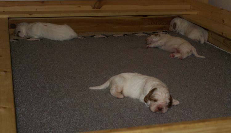 aa_Cotton_Rocky_pups_3weeks_uu