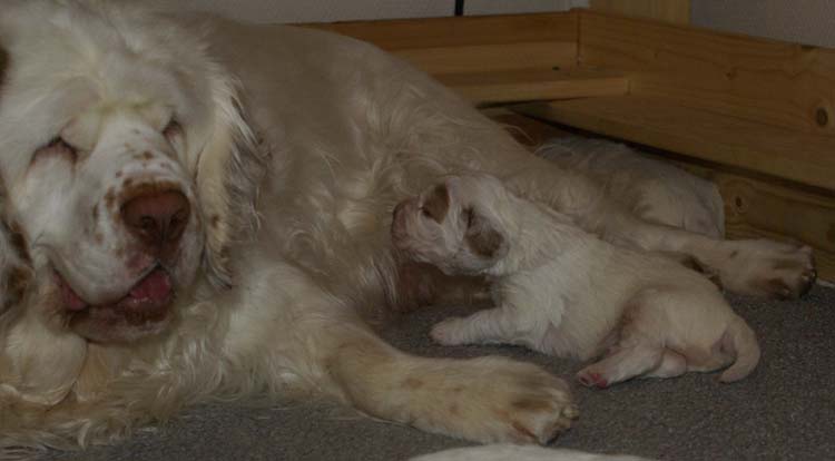 aa_Cotton_Rocky_pups_3weeks_w