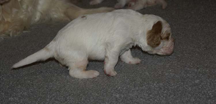 aa_Cotton_Rocky_pups_3weeks_ww