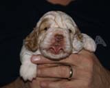 GirlPurple_3weeks_old_a