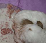 a_Cotton_Rocky_pups_3weeks_b