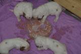 a_Cotton_Rocky_pups_3weeks_j