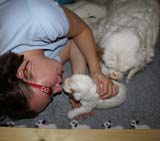 aa_Cotton_Rocky_pups_3weeks_j