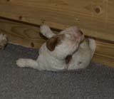 aa_Cotton_Rocky_pups_3weeks_r