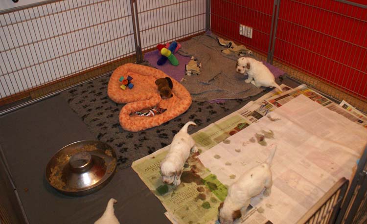 a_Cotton_Rocky_pups_4weeks_a