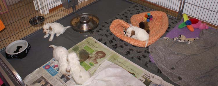 a_Cotton_Rocky_pups_4weeks_c