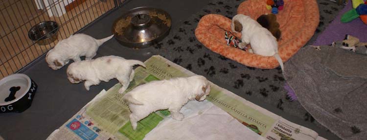 a_Cotton_Rocky_pups_4weeks_e