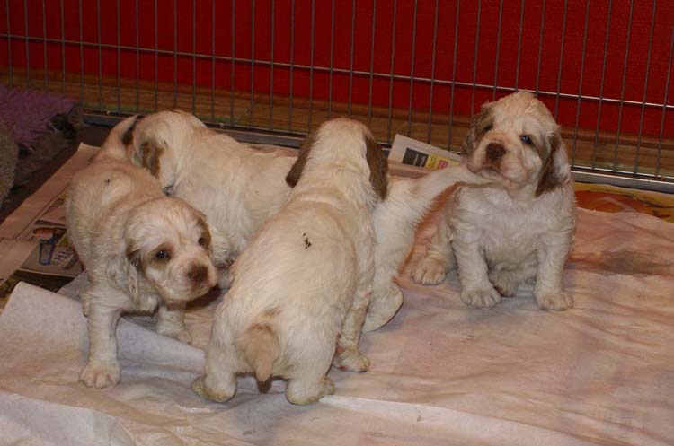 a_Cotton_Rocky_pups_4weeks_h