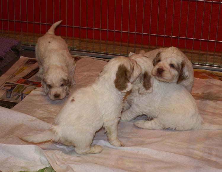a_Cotton_Rocky_pups_4weeks_i