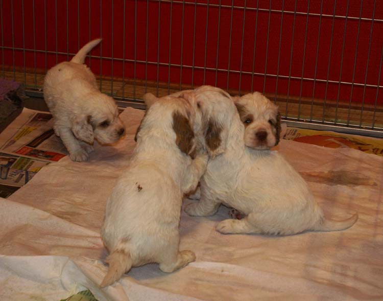 a_Cotton_Rocky_pups_4weeks_j