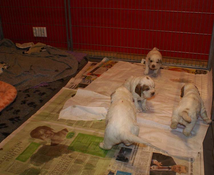 a_Cotton_Rocky_pups_4weeks_k