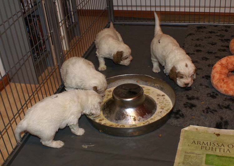 a_Cotton_Rocky_pups_4weeks_m