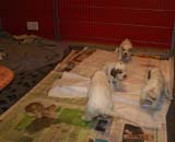 a_Cotton_Rocky_pups_4weeks_k