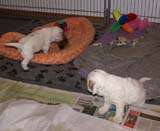 a_Cotton_Rocky_pups_4weeks_l