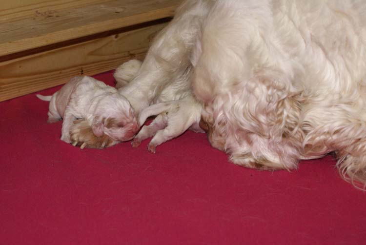 Cotton_Rocky_pups_5days_a