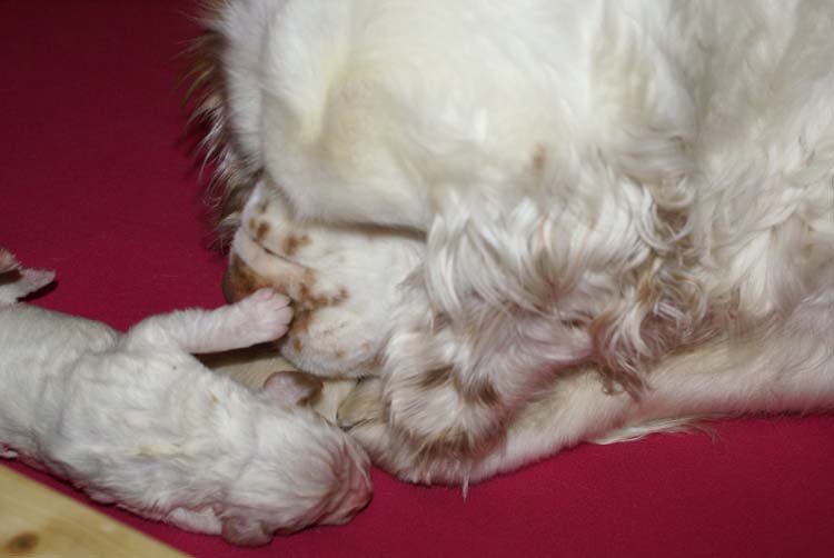 Cotton_Rocky_pups_5days_b