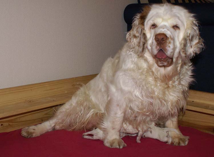 Cotton_Rocky_pups_5days_c