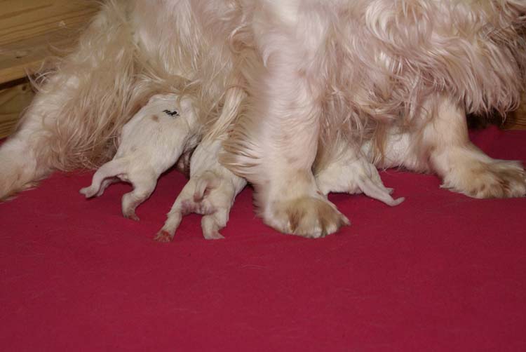 Cotton_Rocky_pups_5days_d