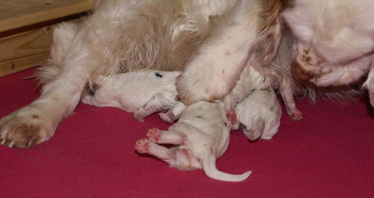 Cotton_Rocky_pups_5days_f